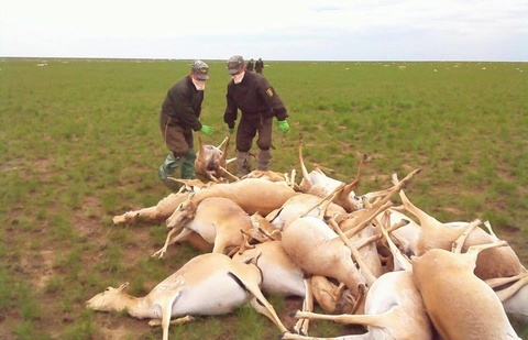 Массовая гибель сайгака в степях Казахстана: причины и перспективы.