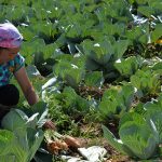 Республика Узбекистан: ОПРЕДЕЛЕНЫ ТРЕБОВАНИЯ К ОРГАНИЧЕСКИМ ПРОДУКТАМ, СЫРЬЮ И УДОБРЕНИЯМ.