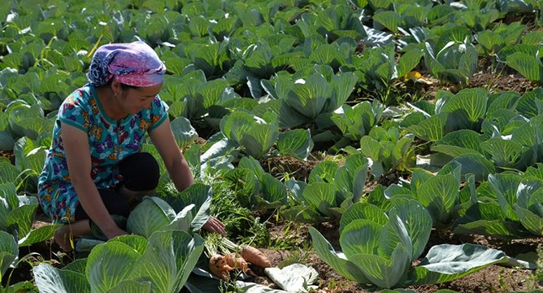 Республика Узбекистан: ОПРЕДЕЛЕНЫ ТРЕБОВАНИЯ К ОРГАНИЧЕСКИМ ПРОДУКТАМ, СЫРЬЮ И УДОБРЕНИЯМ.