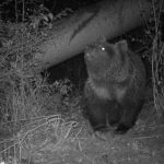 Опыт применения фото-ловушек в Узбекистане.