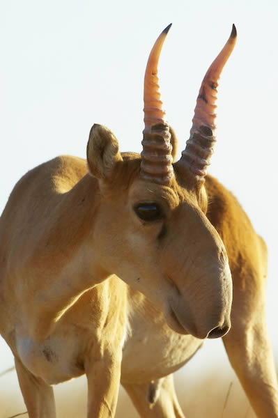 Original RU gallery image