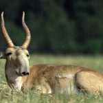 Очередной семинар с работниками силовых структур узбекистана по вопросам экологии.