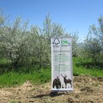 Леса и устойчивые города.