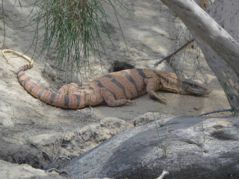 Original RU gallery image