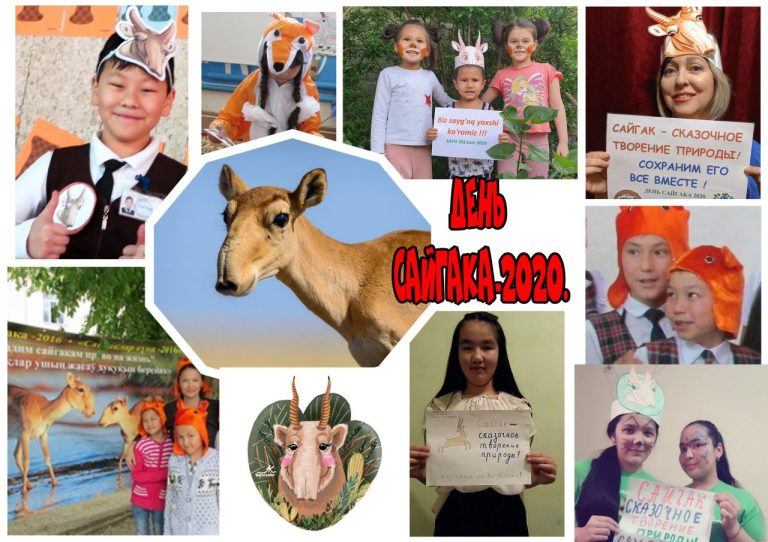 Встречайте «сайгачат» с улыбкой.