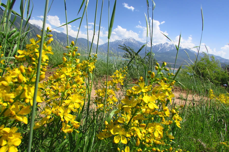 Original RU gallery image