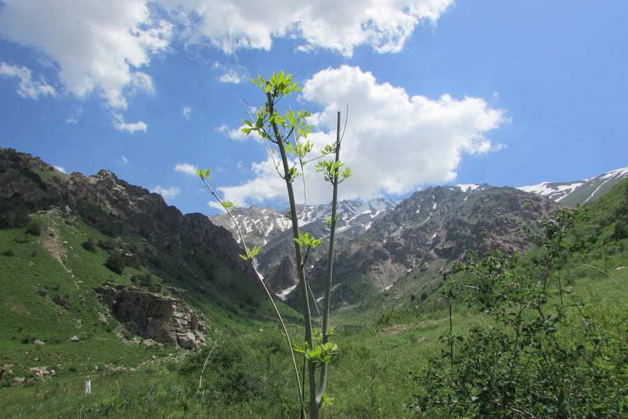 Original RU gallery image