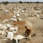 Массовая гибель сайгака в степях Казахстана: причины и перспективы.