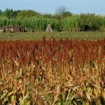 Генетическое разнообразие – инструмент в борьбе с изменением климата.