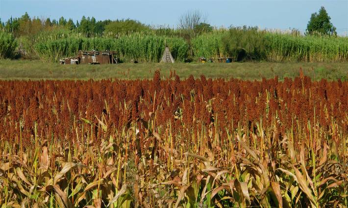 Генетическое разнообразие – инструмент в борьбе с изменением климата.