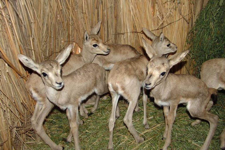 Original RU gallery image