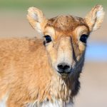 Сайгачонок