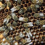 Как изменится мир, если исчезнут пчелы.