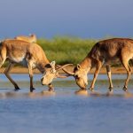 Степь без сайгака – как калмыкский чай без молока.