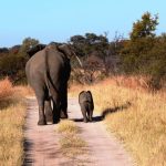 Биологи доказали, что на земле началось шестое массовое вымирание.