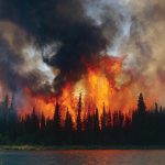 «Леса ждут защиты».