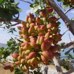 Победить суеверия, или как мы спасали фисташку.