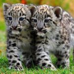 Международный день снежного барса.