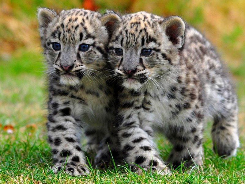 Международный день снежного барса.