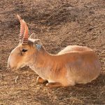 Как дети помогают спасать сайгака.