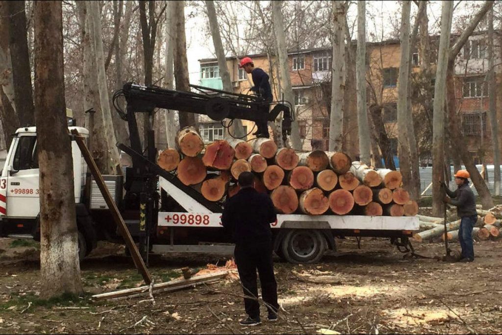 Деревья в Узбекистане получили временную защиту.