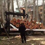 Деревья в Узбекистане получили временную защиту.