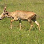 Рождённые в степи.