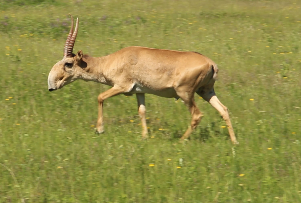 Рождённые в степи.