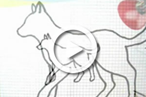 Мы в ответе за тех, кого приручили